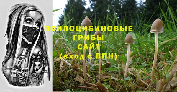 прущие грибы Абаза